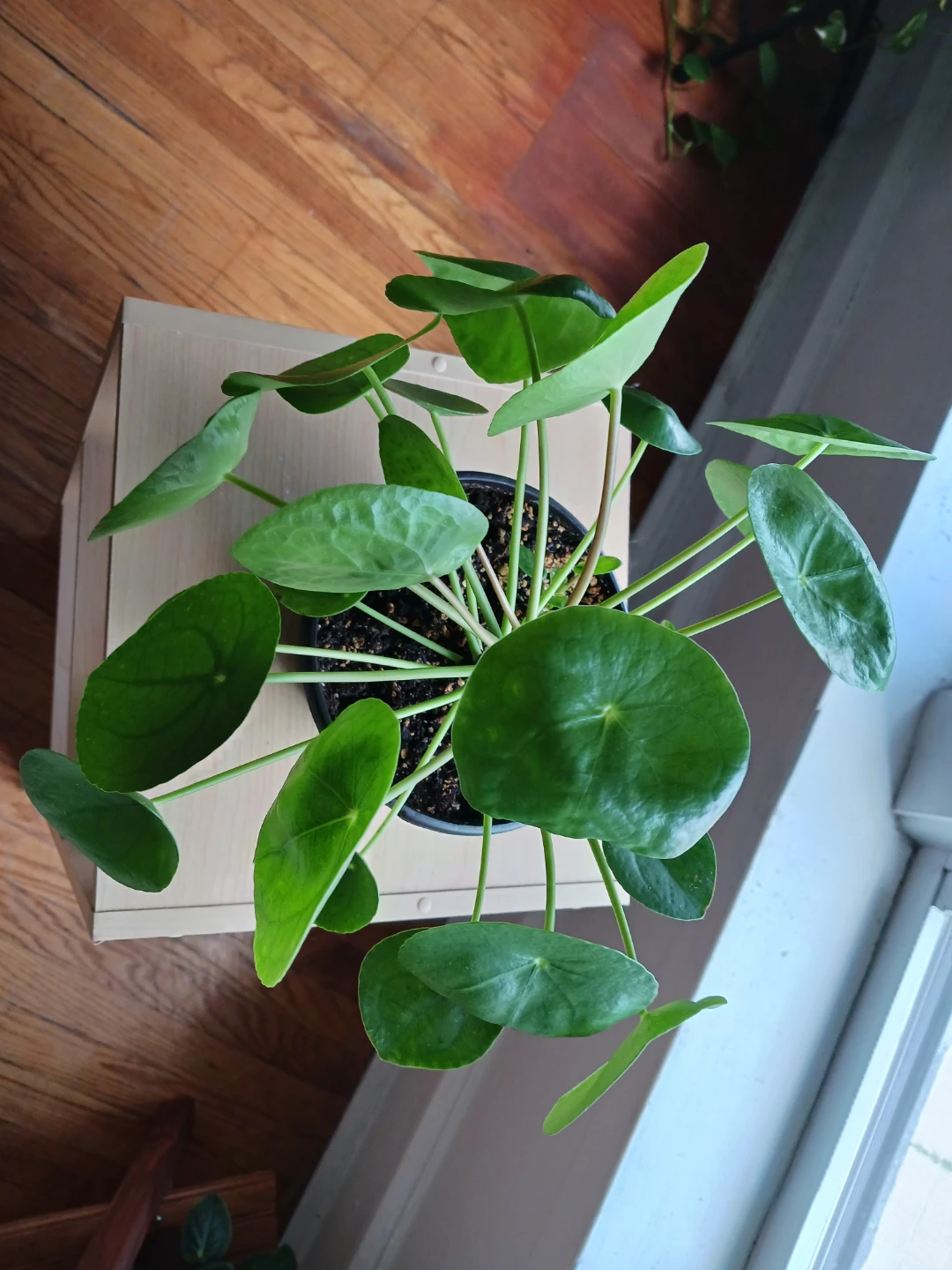Pilea Peperomioides Plant - photo 2