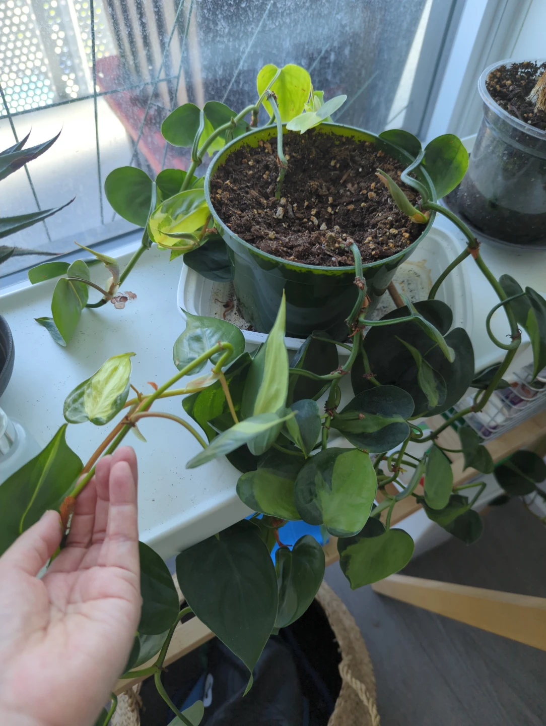 Hanging pothos  Houseplant