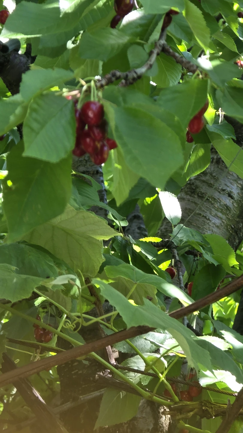 Organic Canadian Cherries mississauga