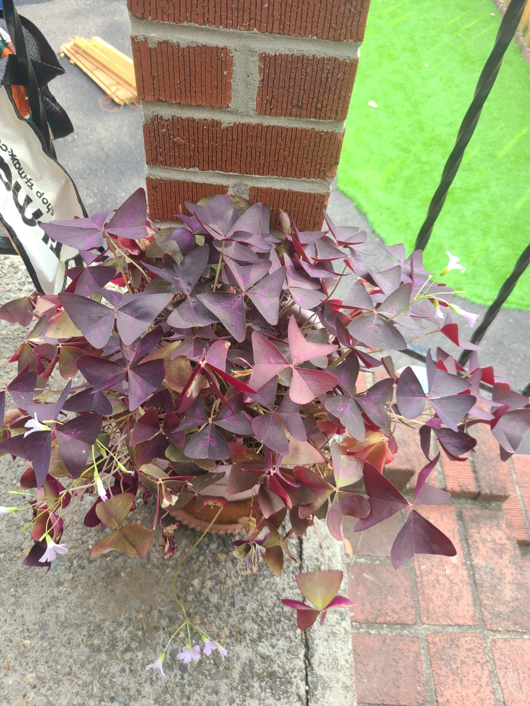 Purple Shamrock Plant ⚽