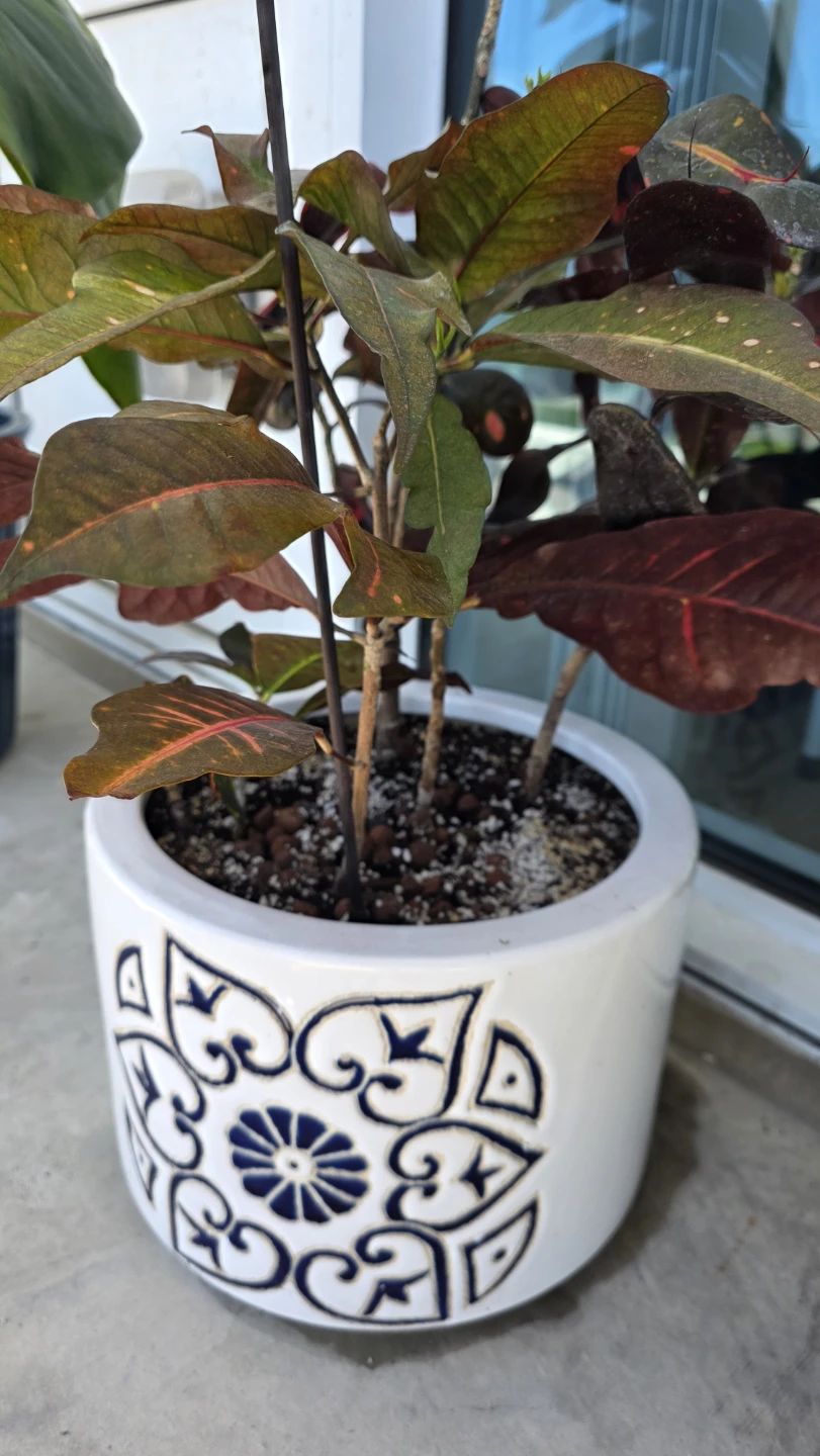 MOVING SALE- Croton Plant in Decorative Pot