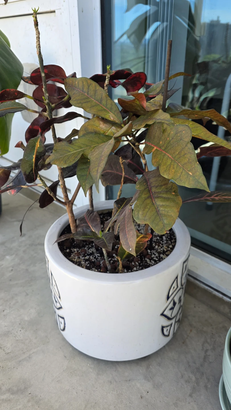 MOVING SALE- Croton Plant in Decorative Pot - photo 2