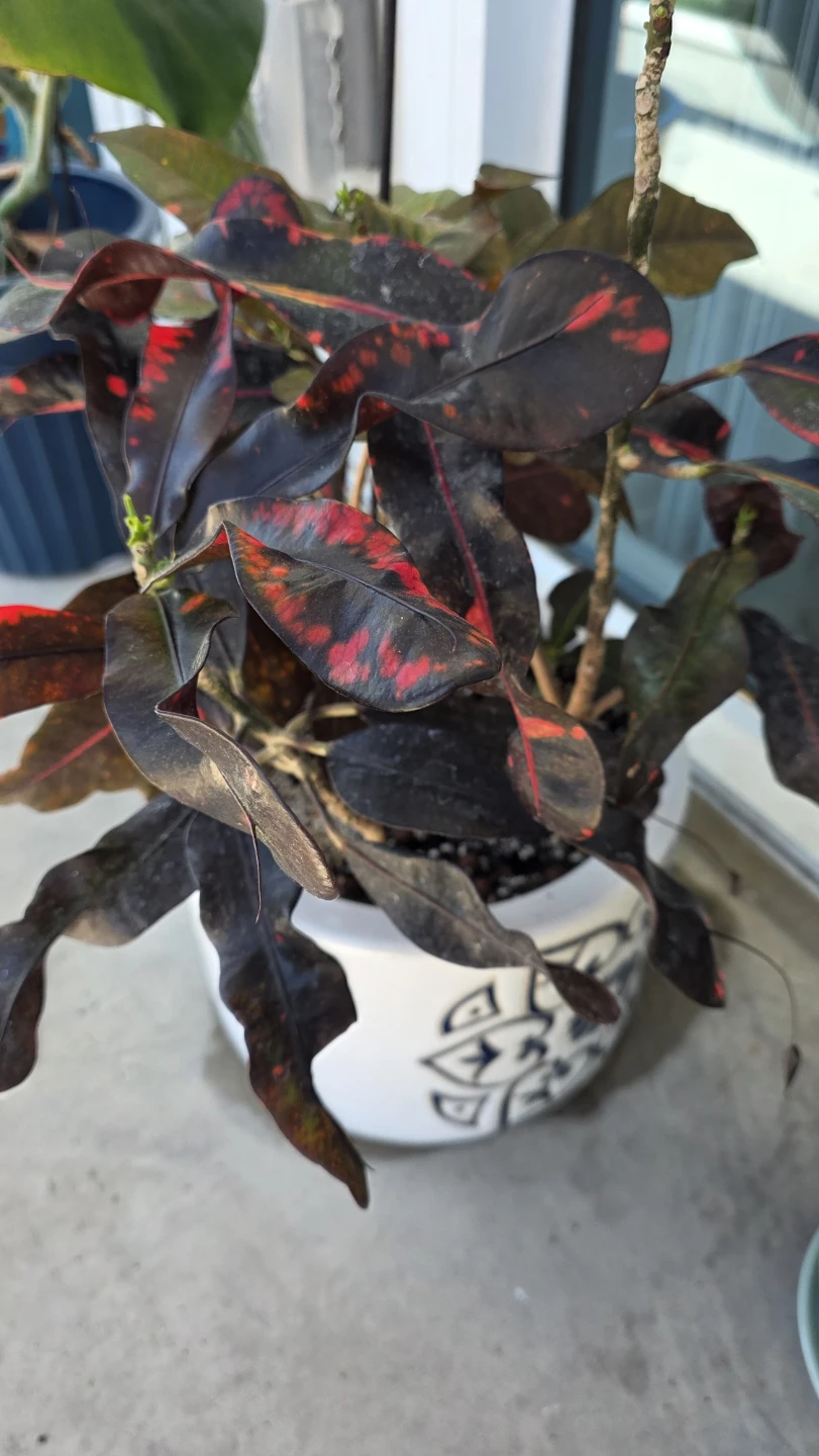 MOVING SALE- Croton Plant in Decorative Pot - photo 3