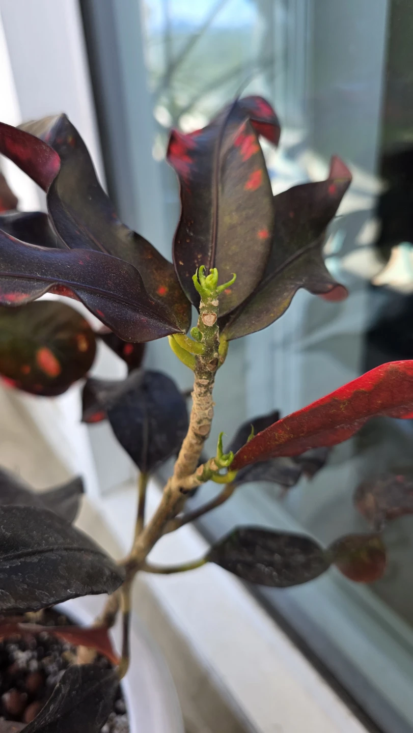 MOVING SALE- Croton Plant in Decorative Pot - photo 4