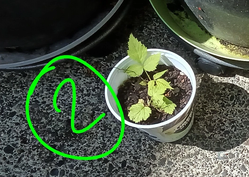 Raspberry shoots