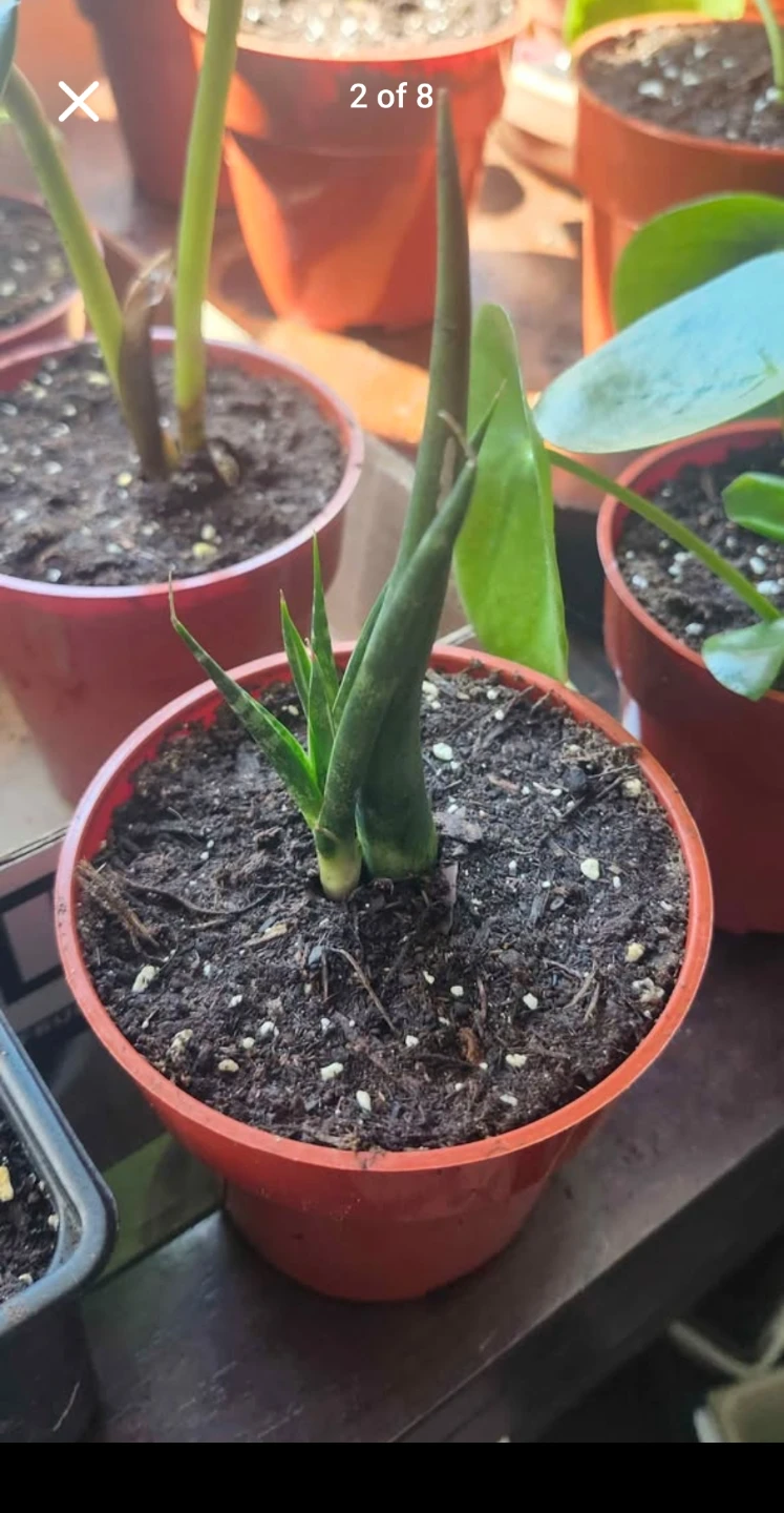 Assorted Potted Plants $25 & under - photo 3