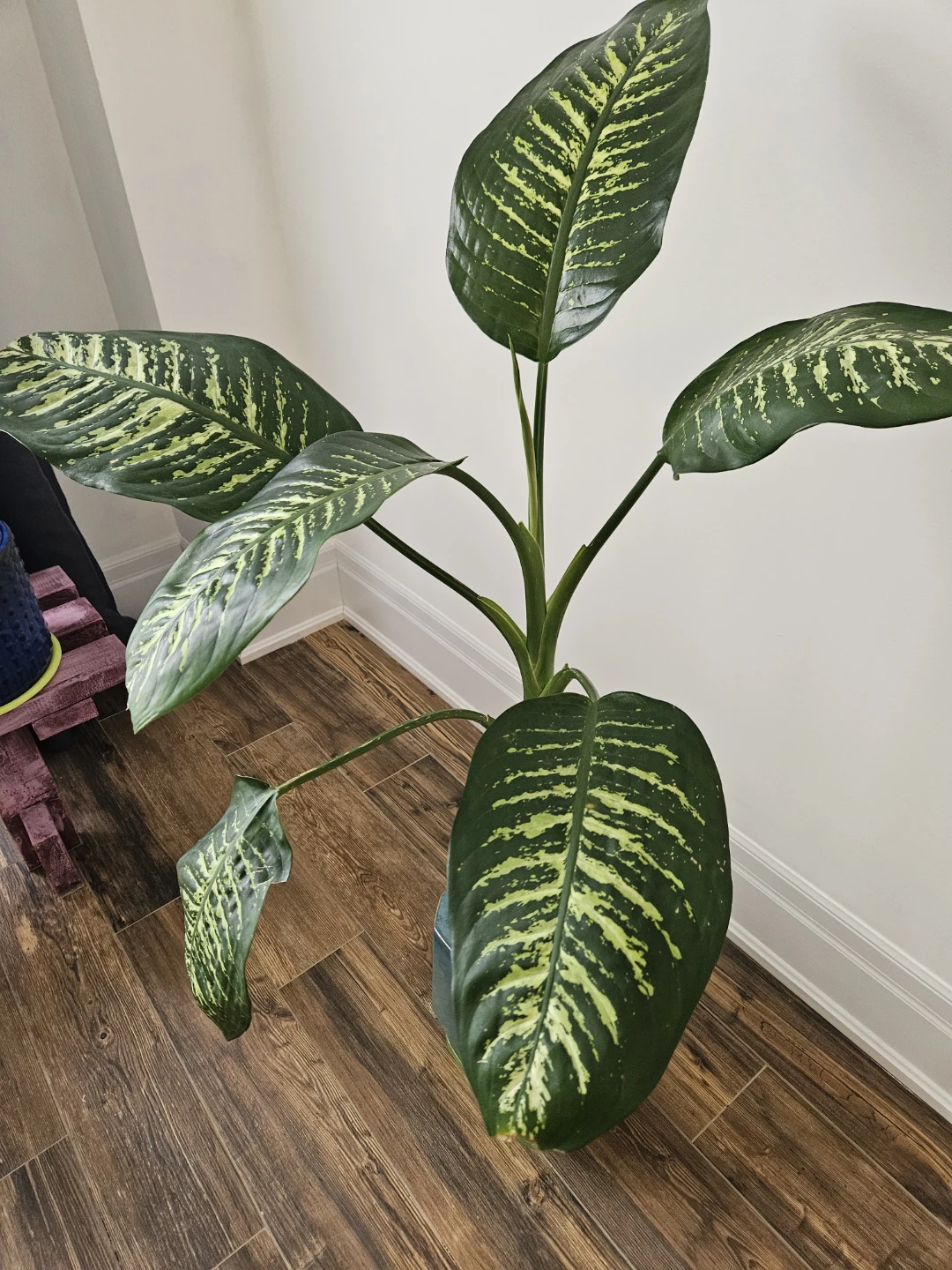Large Dieffenbachia Plant in Teal Pot