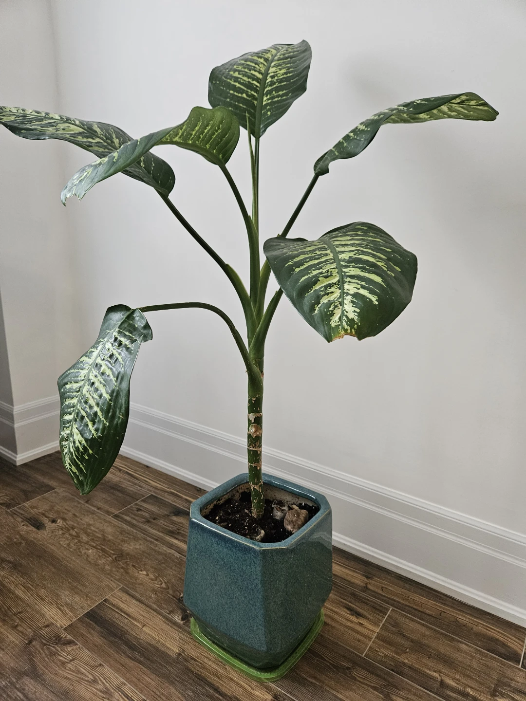 Large Dieffenbachia Plant in Teal Pot - photo 2