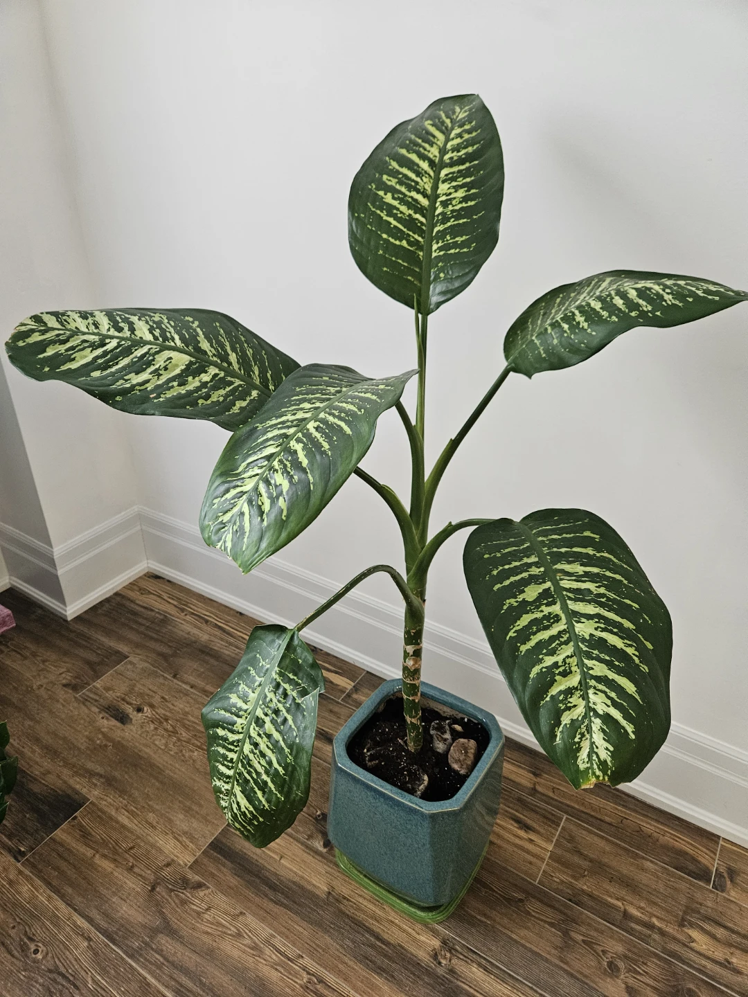 Large Dieffenbachia Plant in Teal Pot - photo 3