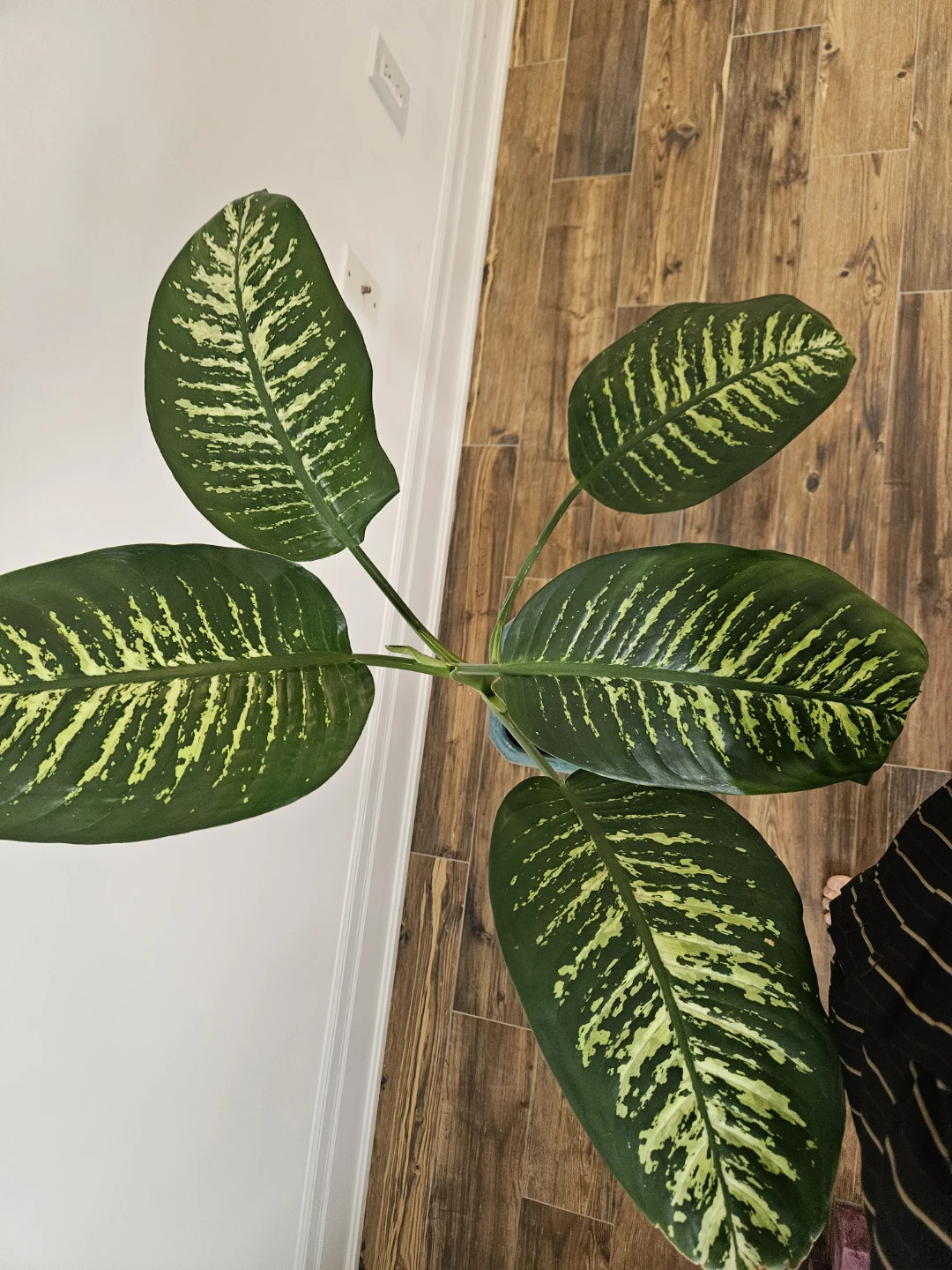 Large Dieffenbachia Plant in Teal Pot - photo 4