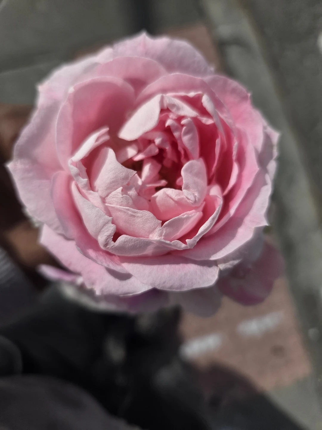 Pink Rose Flower