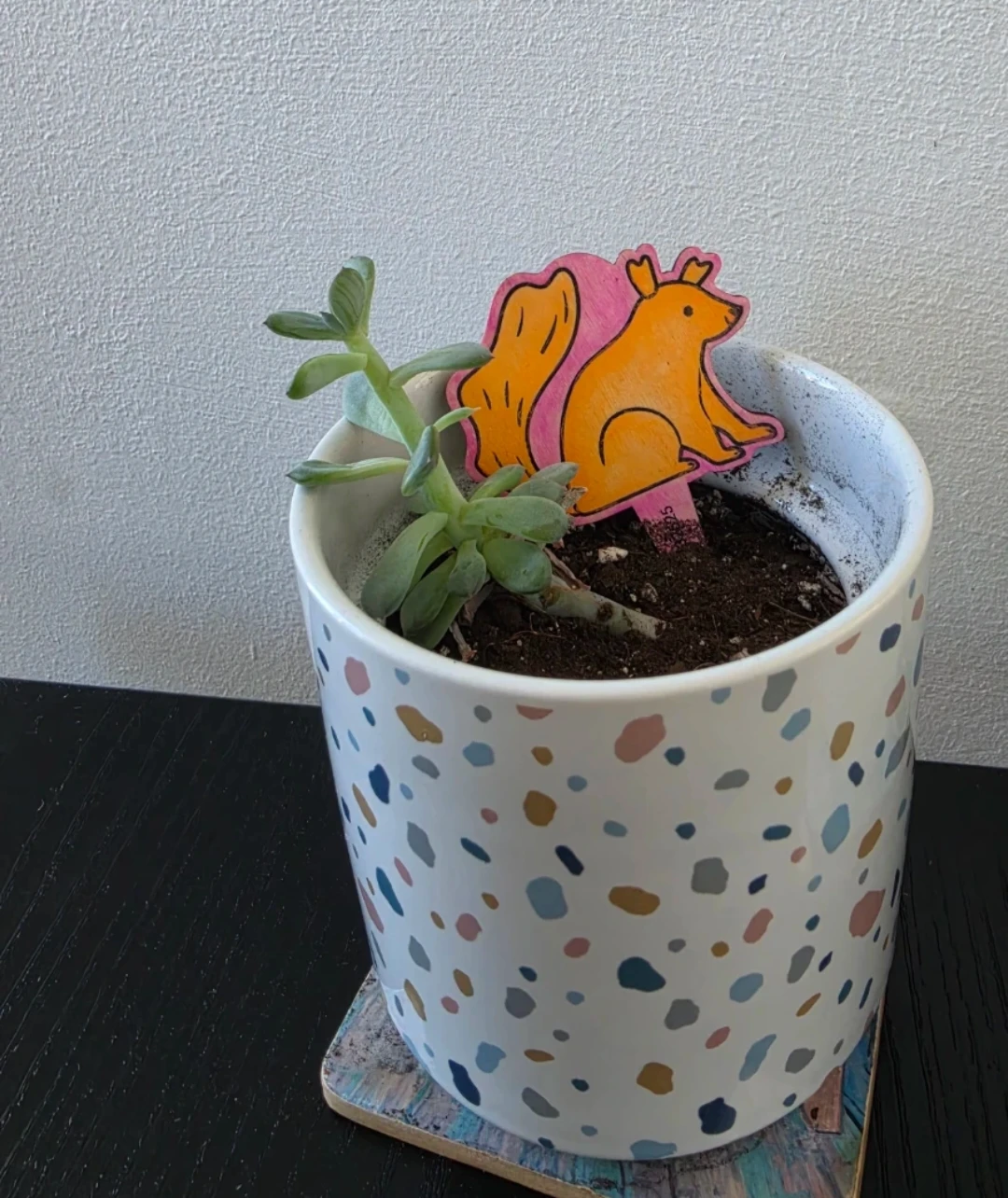 Echeveria succulent plant - photo 2