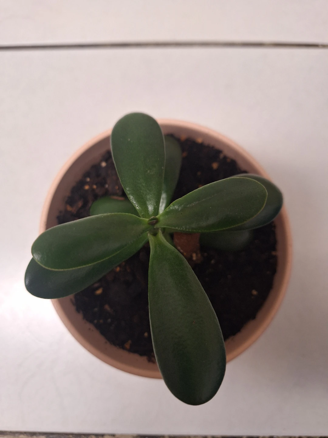 Jade Plant in Salmon Pink Pot - photo 3