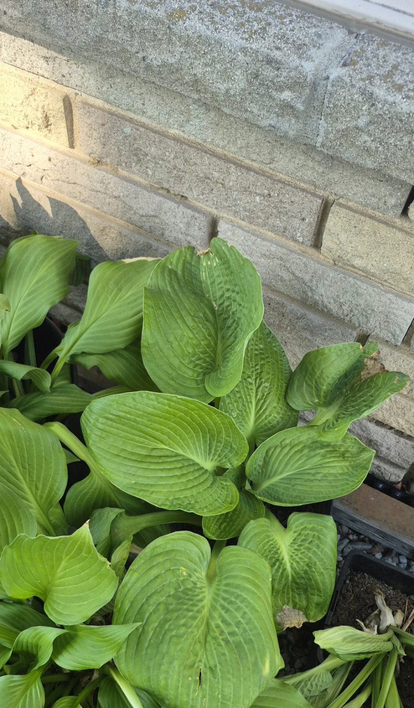 Plants for sale - photo 2