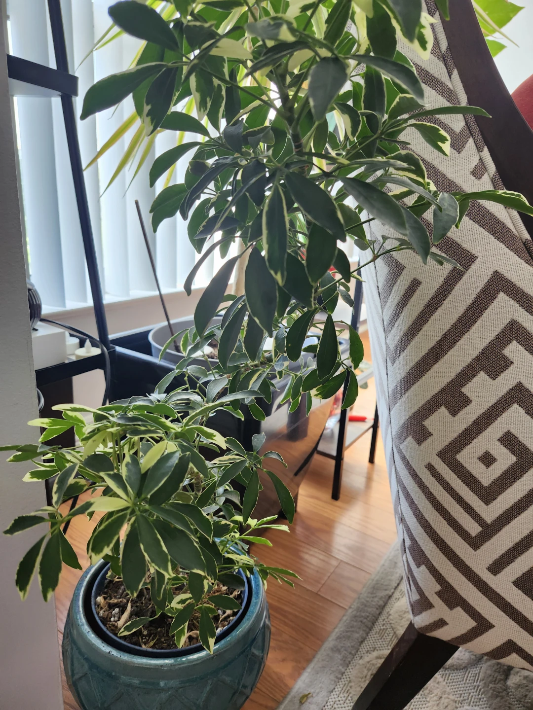 Schefflera Plant
