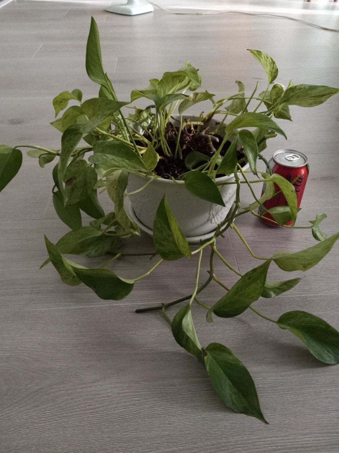 Free pathos plant
