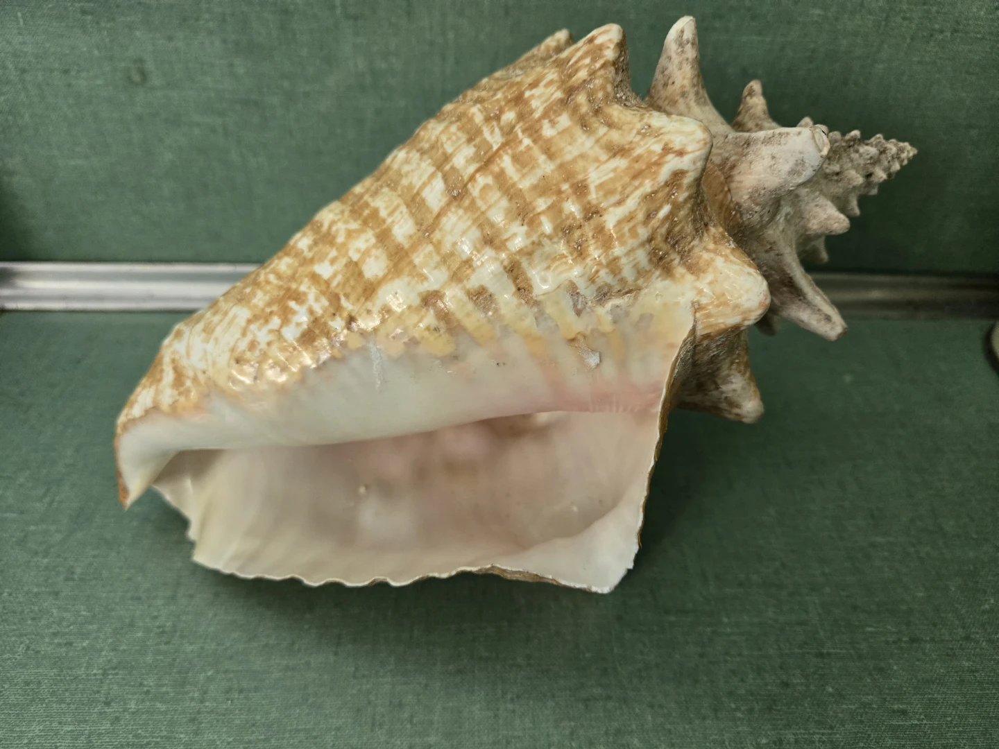 Genuine *Knobbed Spiral* CONCH Sea Shell