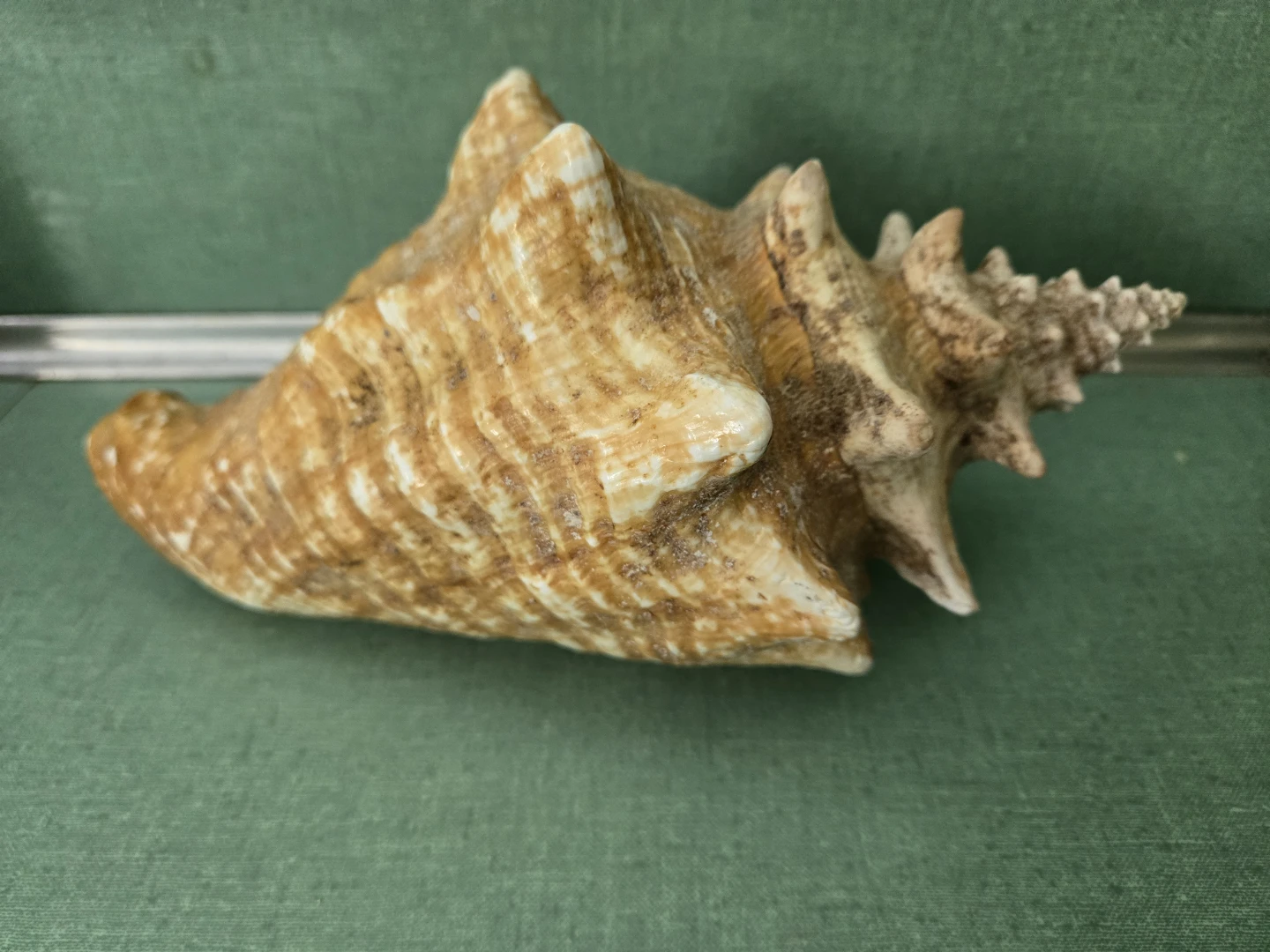 Genuine *Knobbed Spiral* CONCH Sea Shell - photo 2