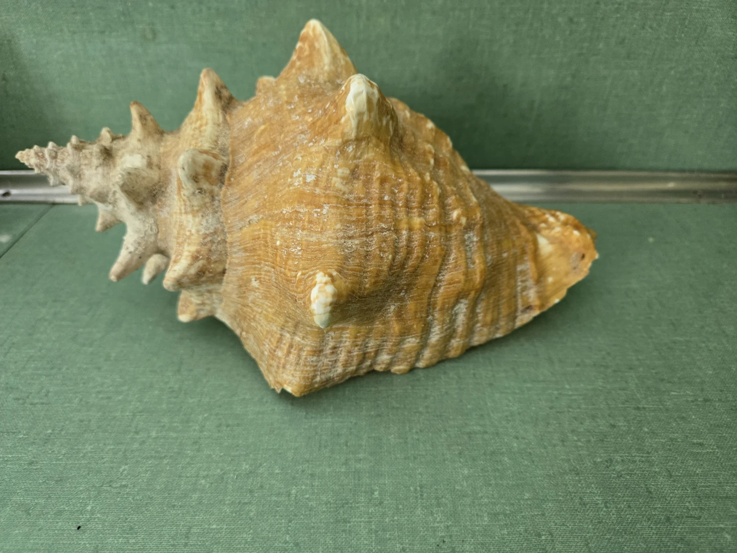 Genuine *Knobbed Spiral* CONCH Sea Shell - photo 3