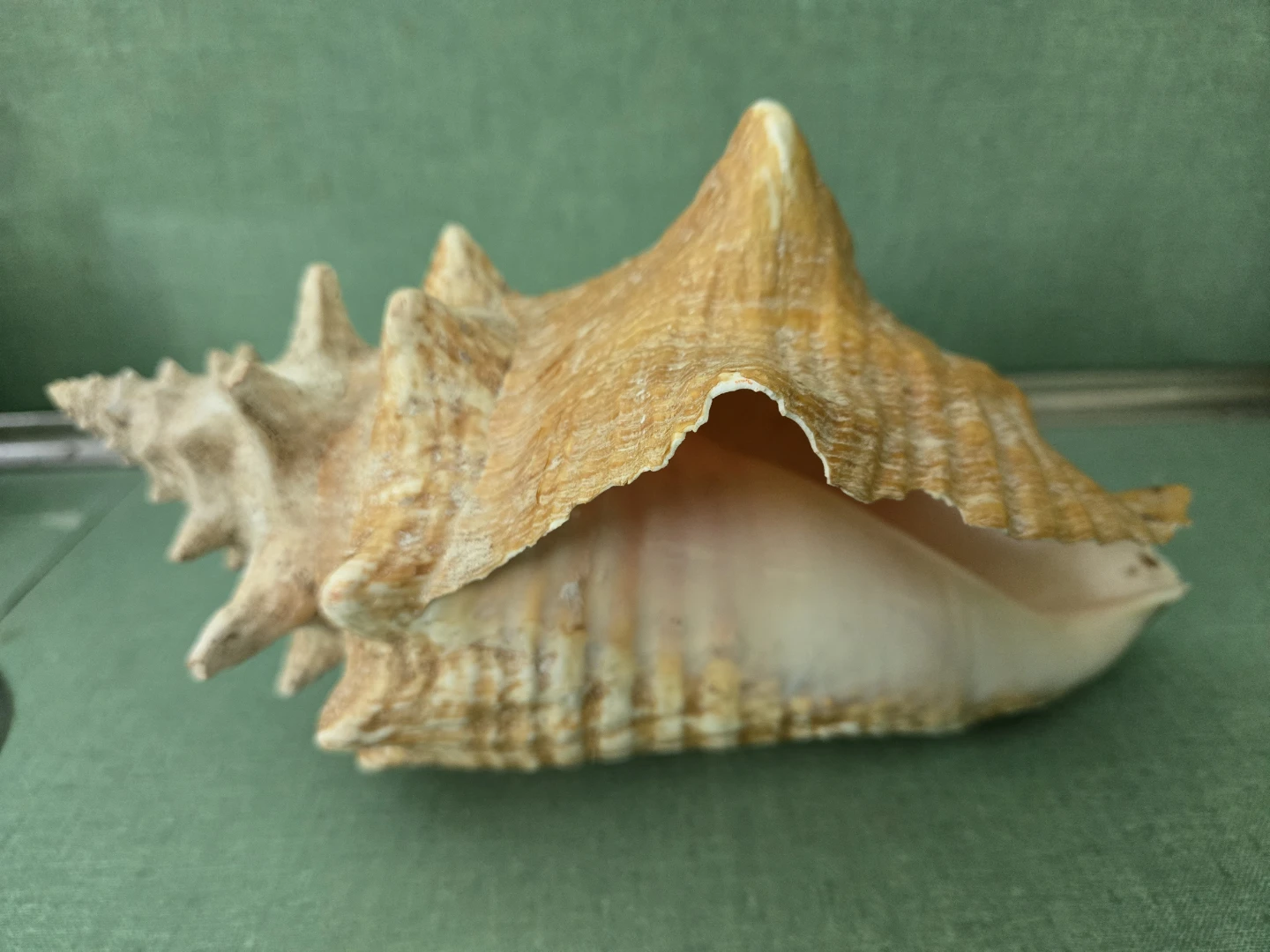 Genuine *Knobbed Spiral* CONCH Sea Shell - photo 4
