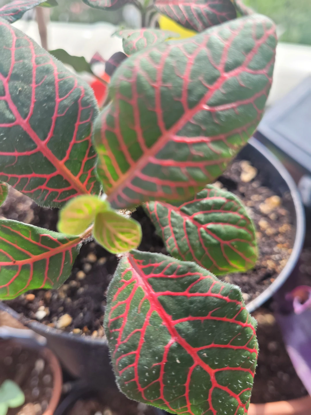 Fittonia Plant 6" pot - photo 5