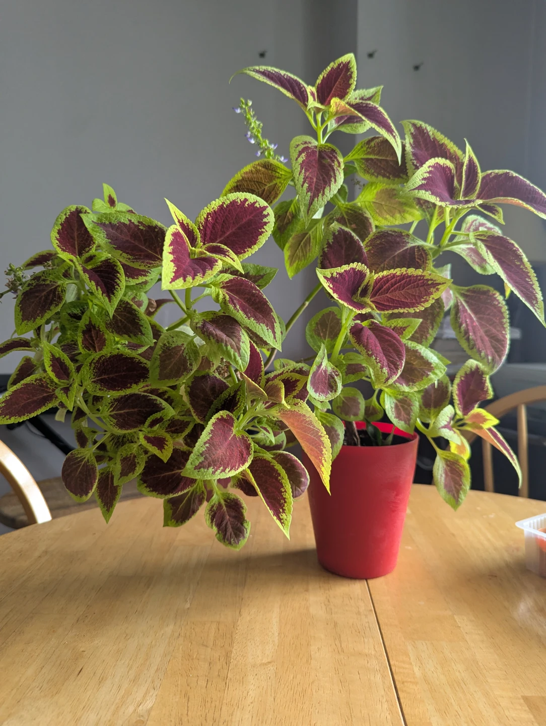 Potted Coleus Plant