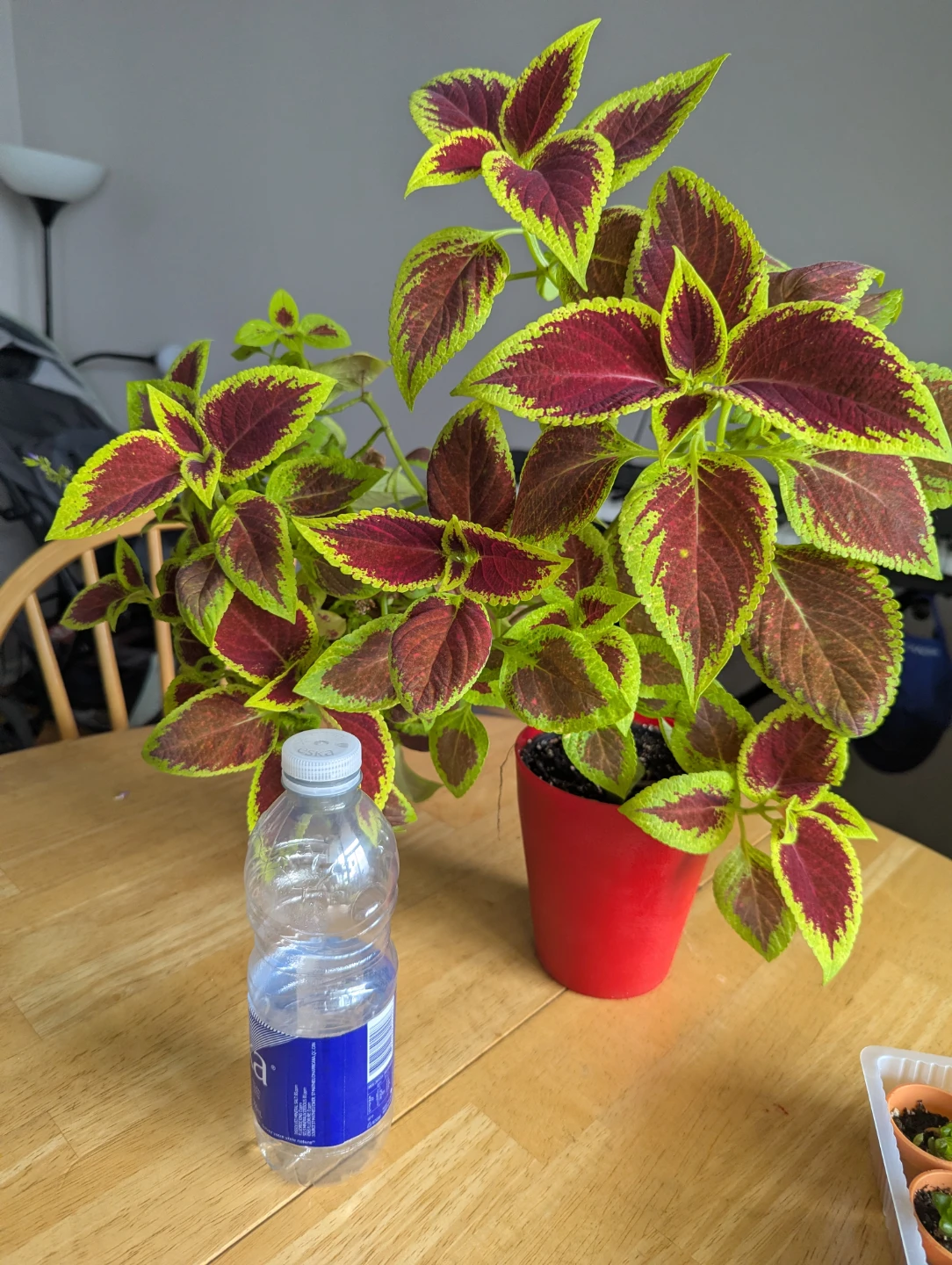 Potted Coleus Plant - photo 2