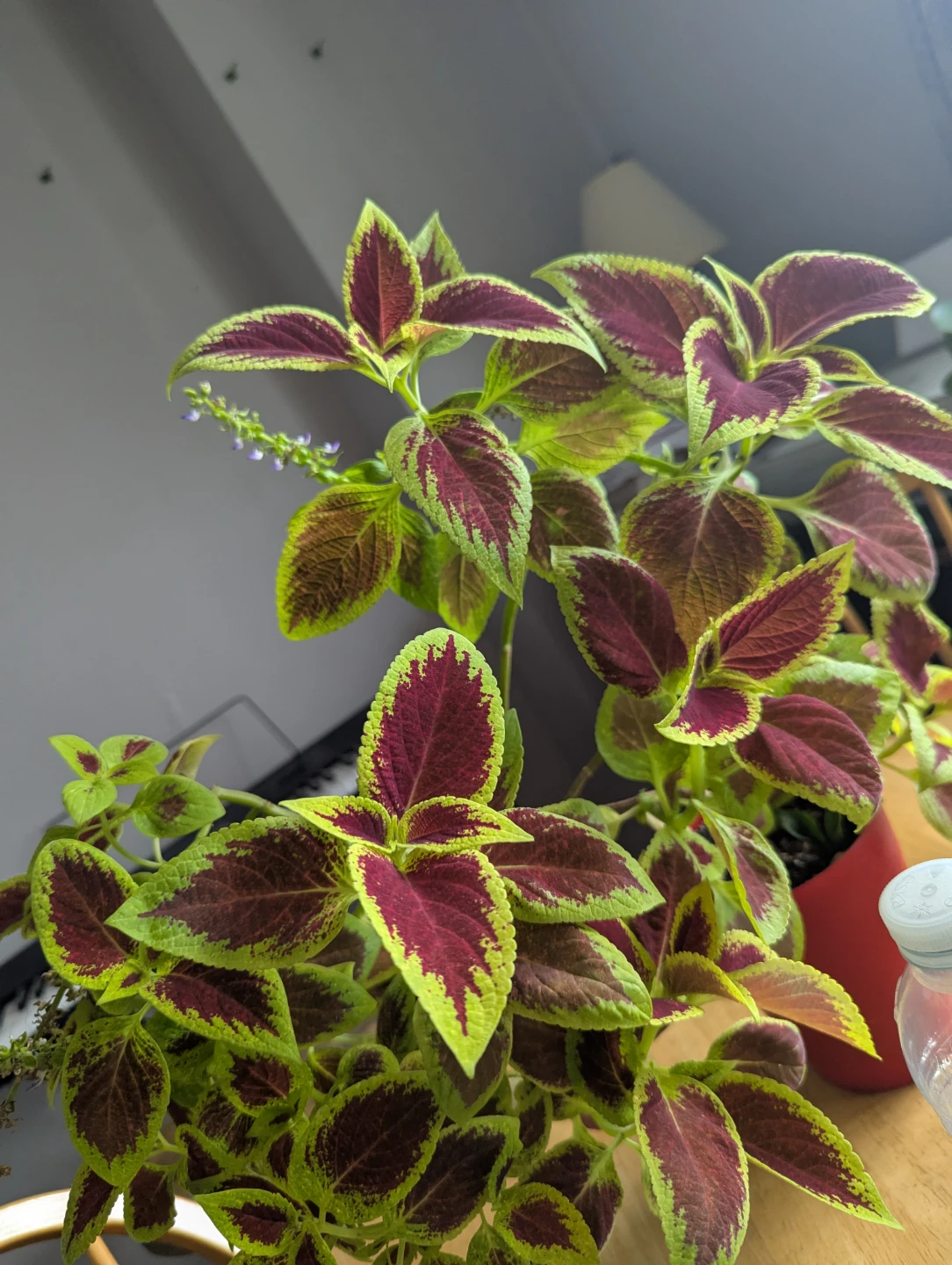 Potted Coleus Plant - photo 3
