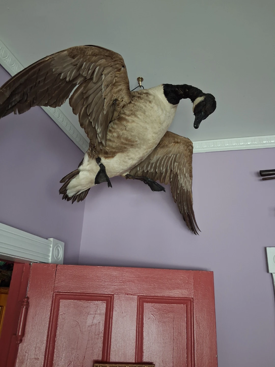 Taxidermy Canada Goose Mount - photo 3