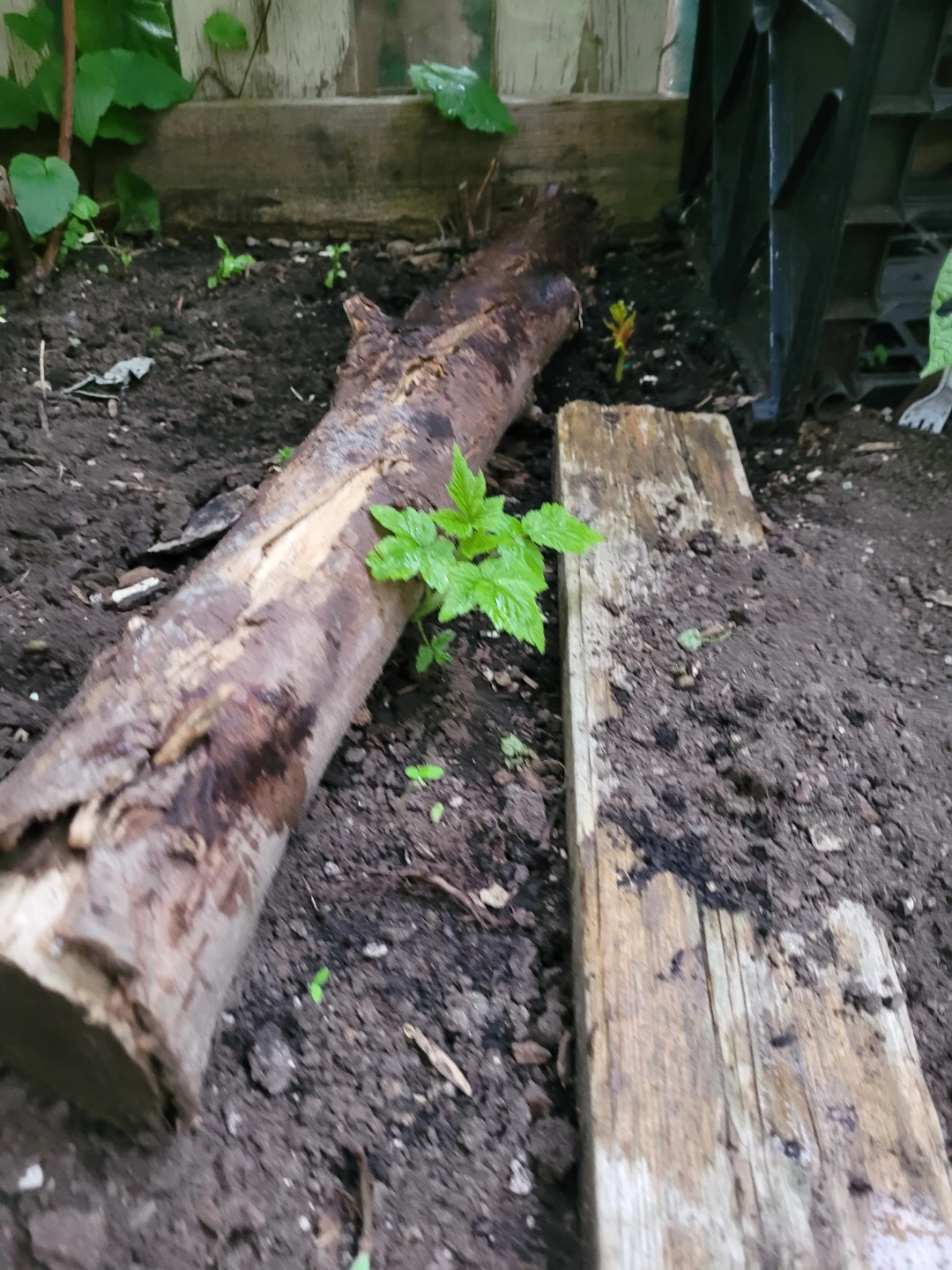GOLDEN RASPBERRY saplings