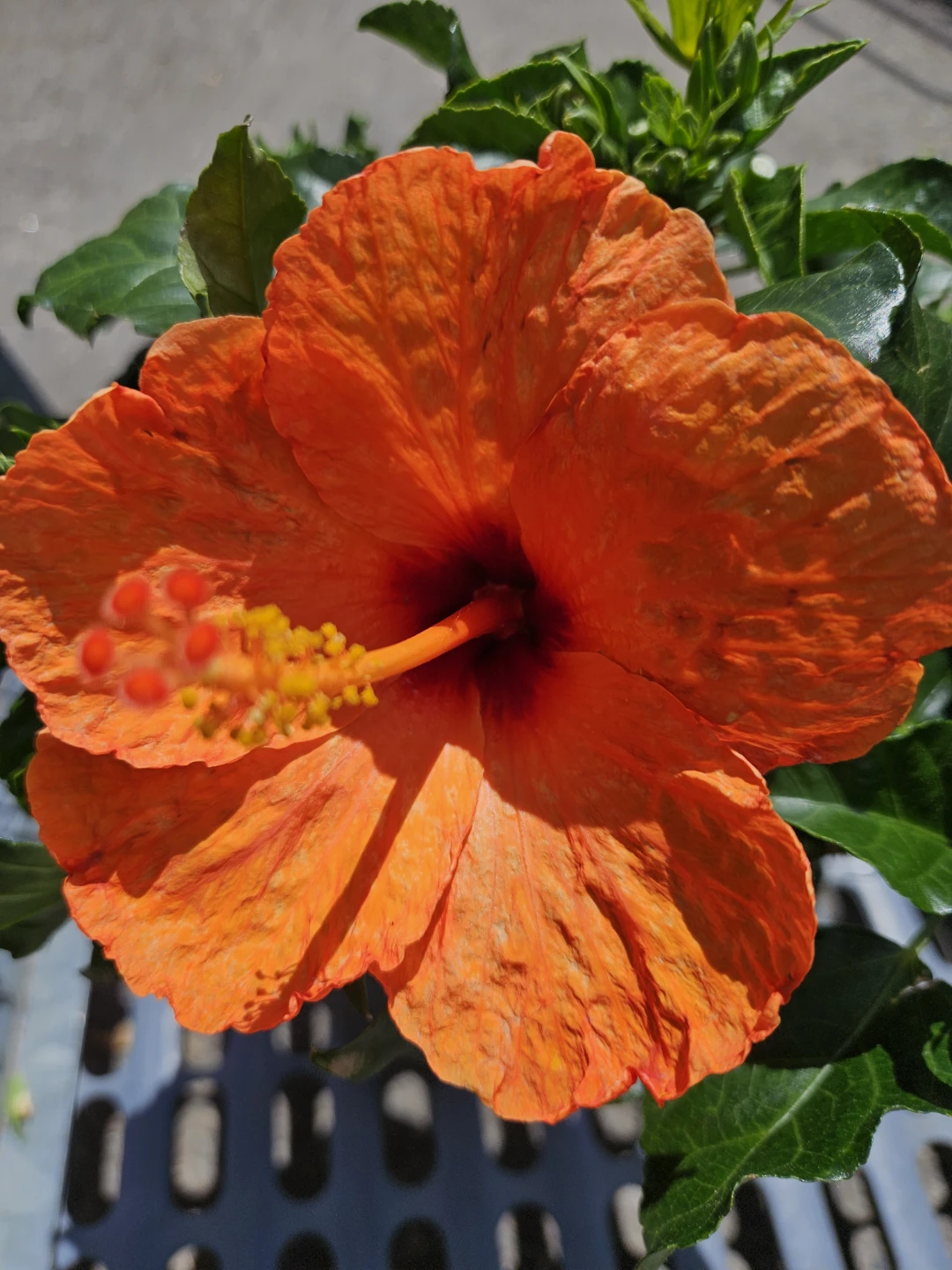 Orange Hibiscus Plant in 6"pot
