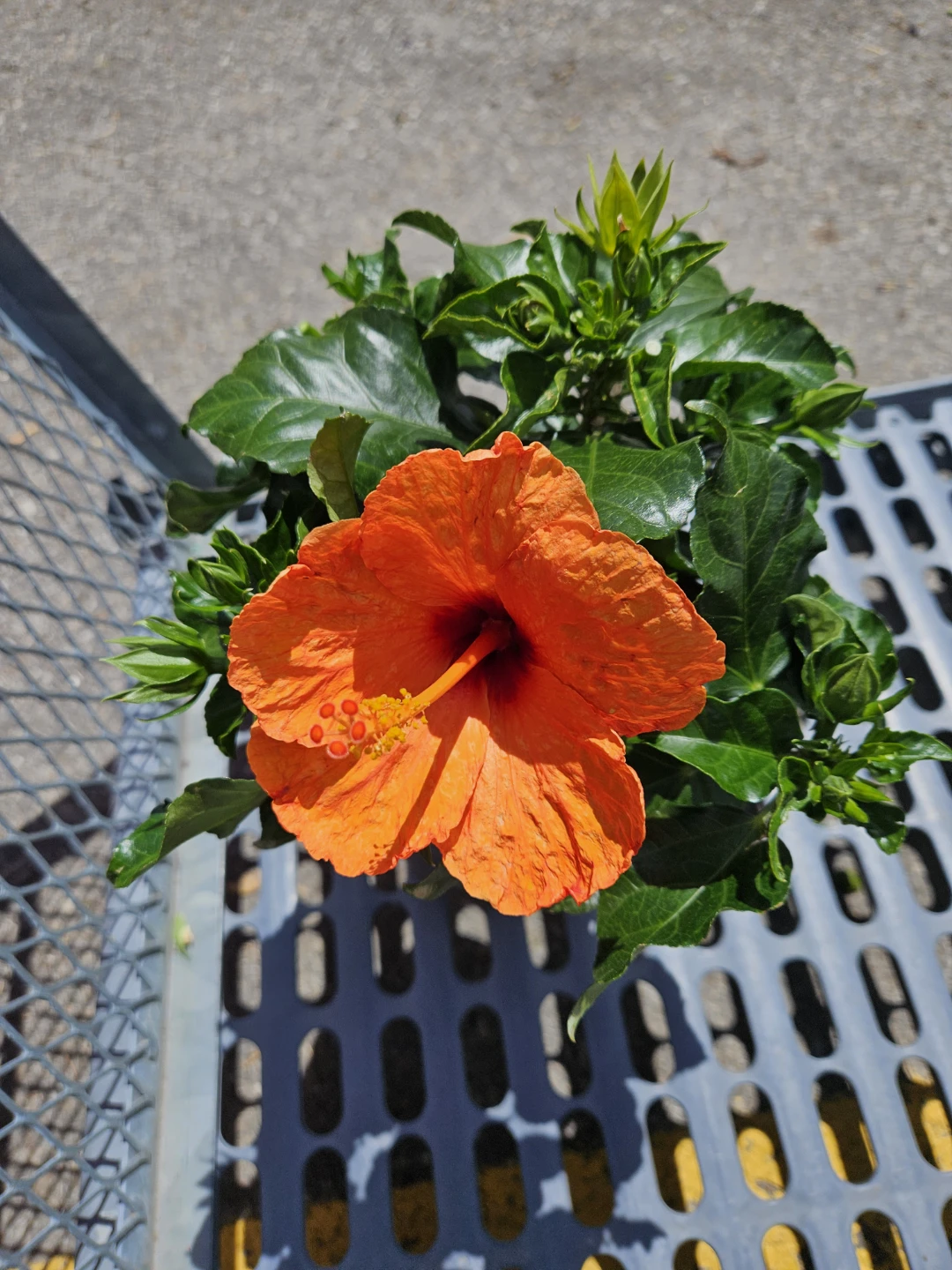 Orange Hibiscus Plant in 6"pot - photo 2