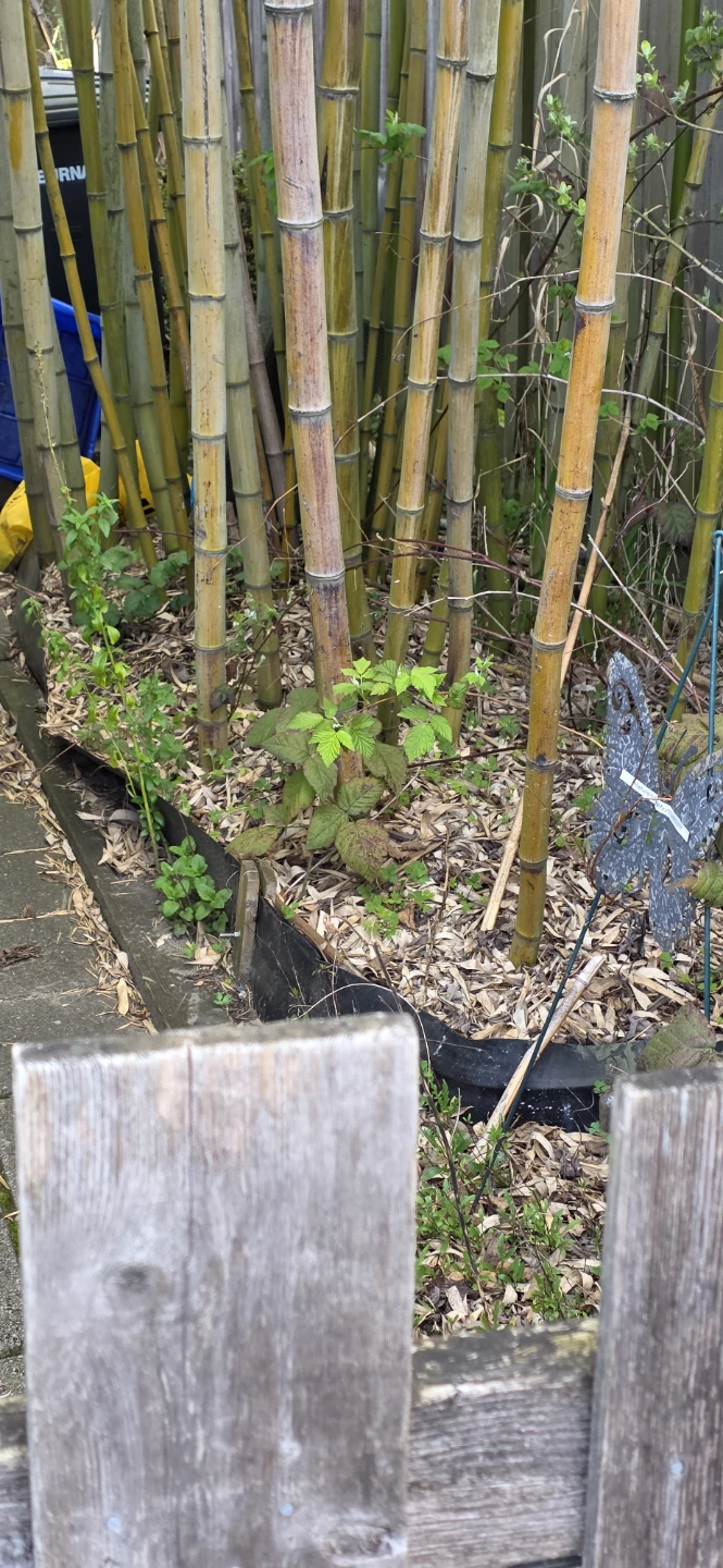 Lots of Real Bamboo Trees