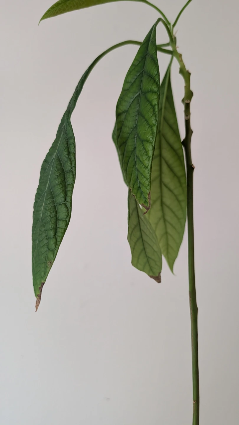 Avocado Plant - photo 2