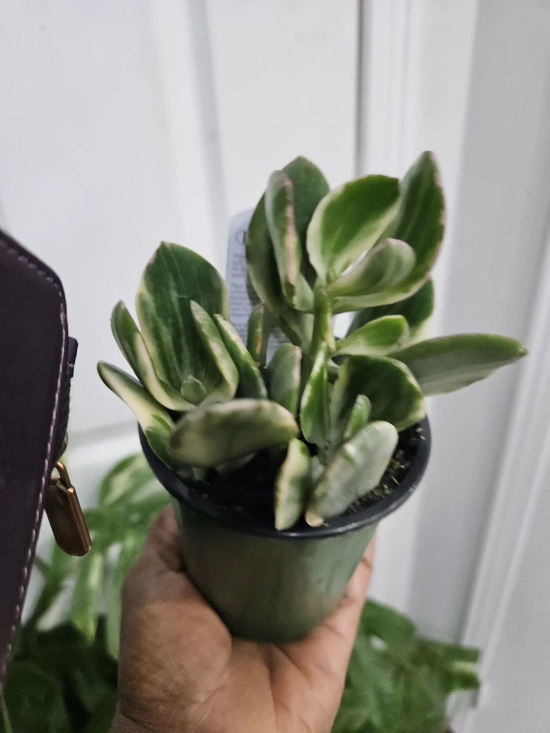 Variegated Jade Plant in Pot