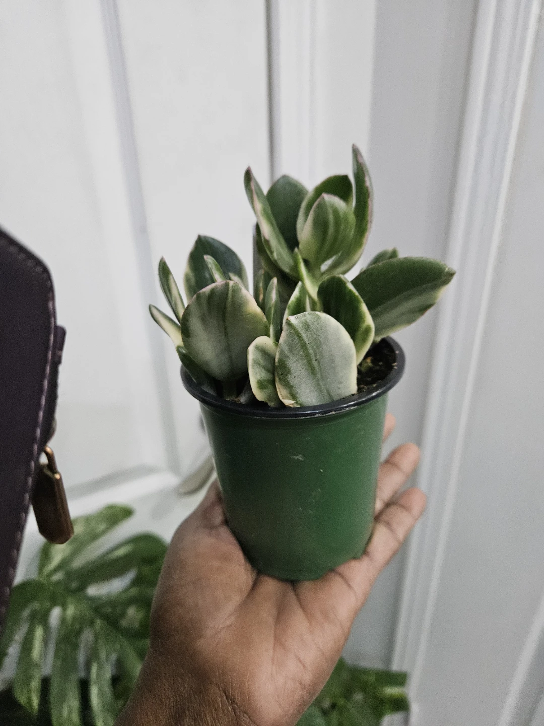 Variegated Jade Plant in Pot - photo 2