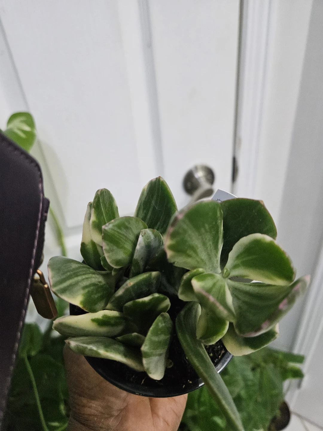 Variegated Jade Plant in Pot - photo 3
