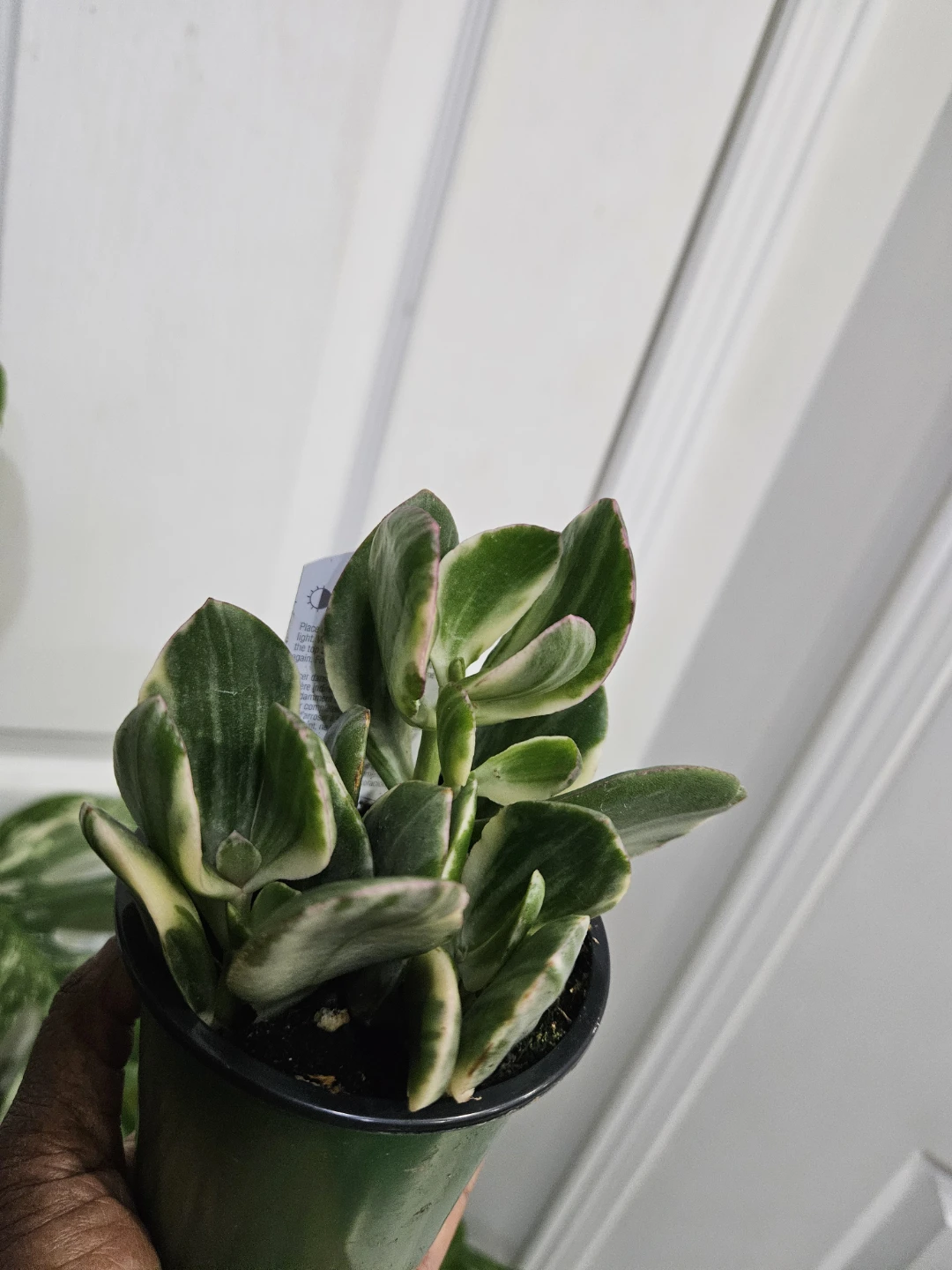 Variegated Jade Plant in Pot - photo 4