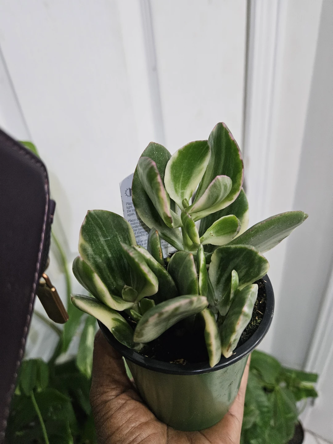 Variegated Jade Plant in Pot - photo 5
