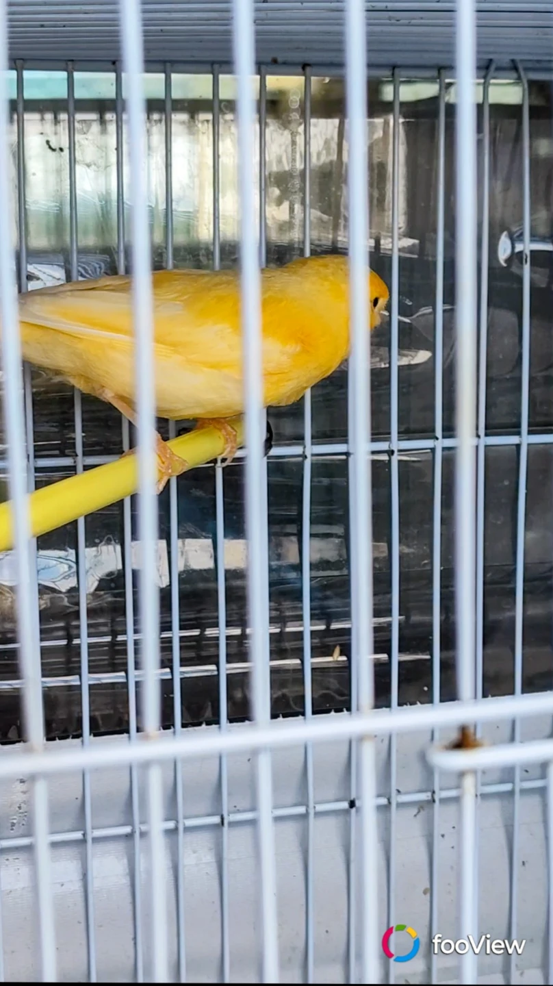 Canary male - photo 5