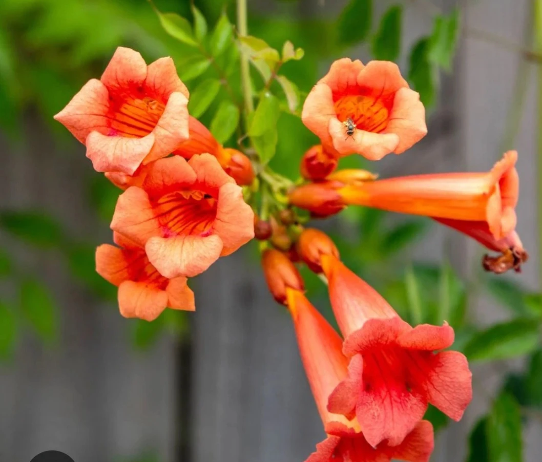 Orange Trumpet Vine Plant - photo 2
