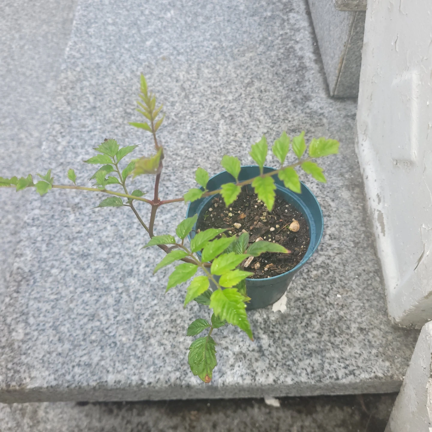 Orange Trumpet Vine Plant - photo 3