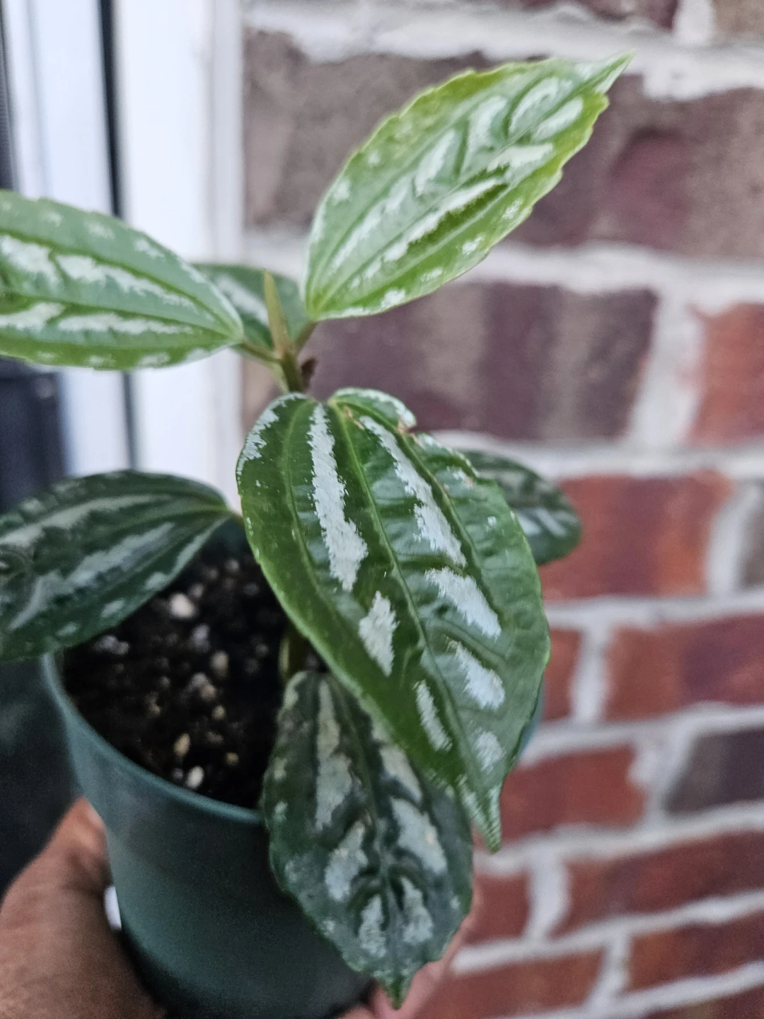 Pilea Plant⚽️ - photo 2