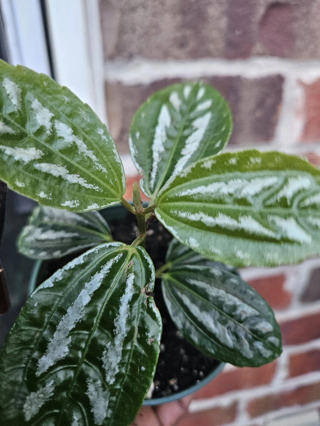 Pilea Plant⚽️ - photo 3