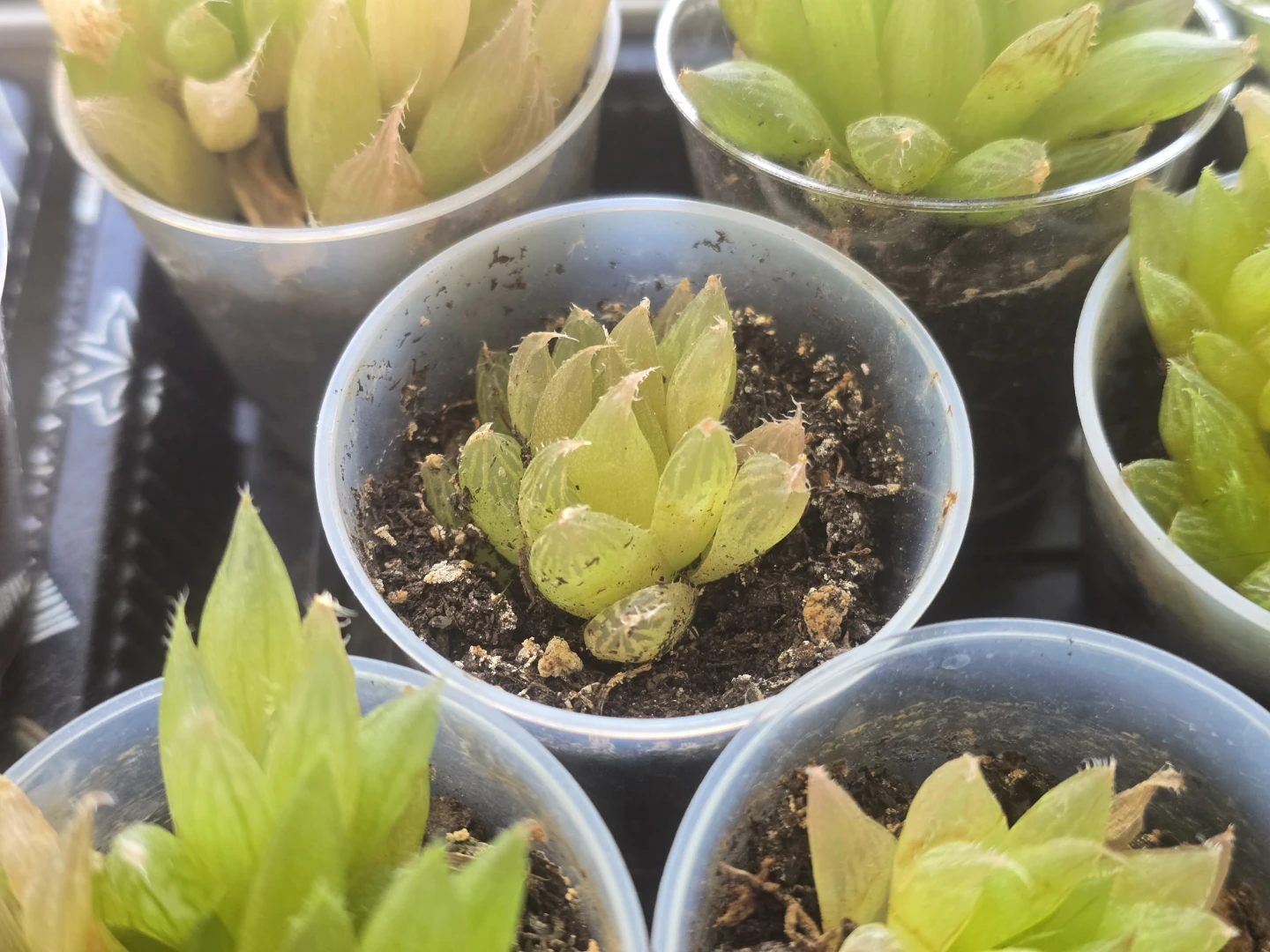 Small Succulent Plant
