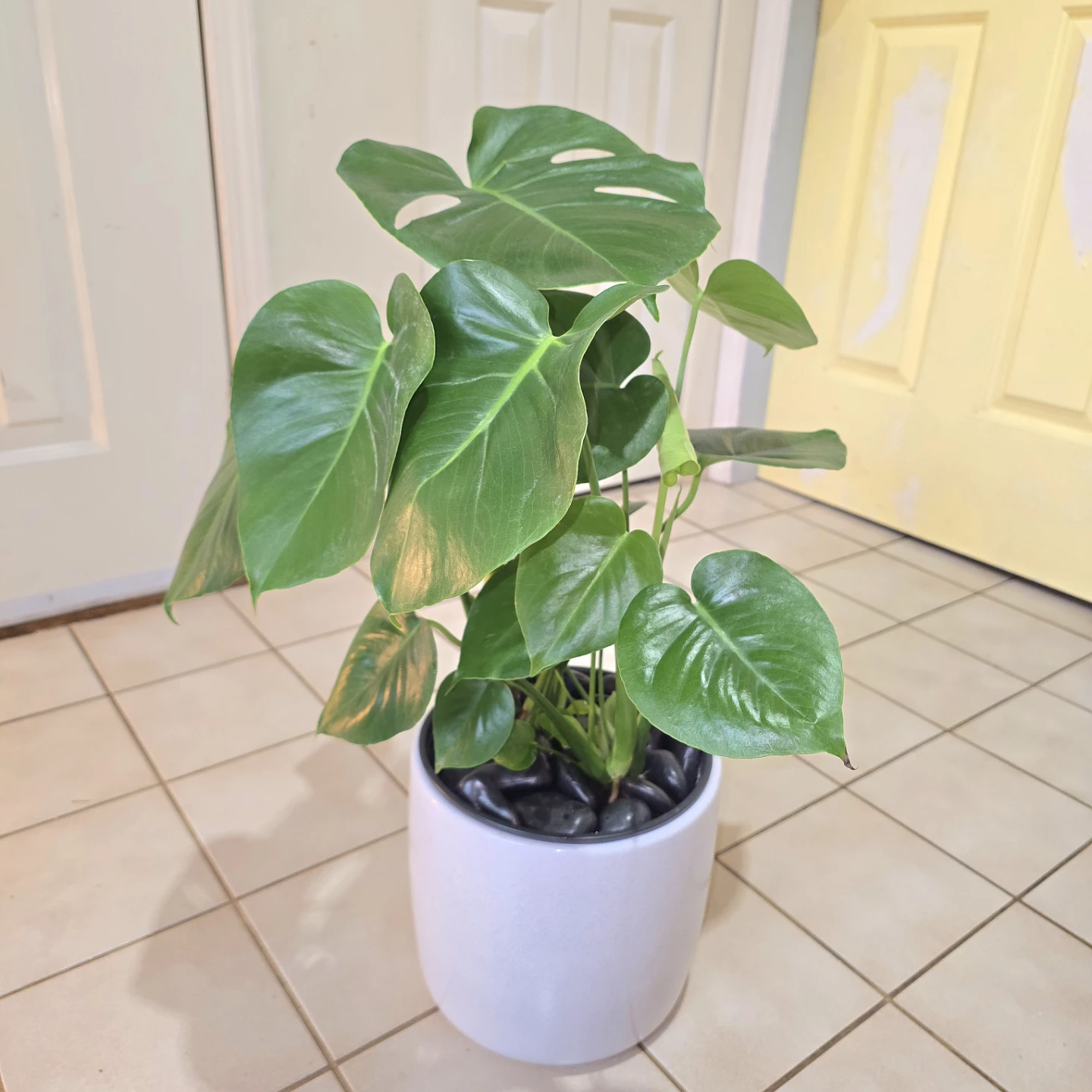 Monstera Deliciosa in Waterproof Ceramic Planter and Stones!