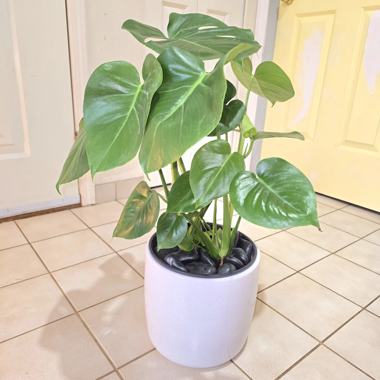 Monstera Deliciosa in Waterproof Ceramic Planter and Stones! - photo 2