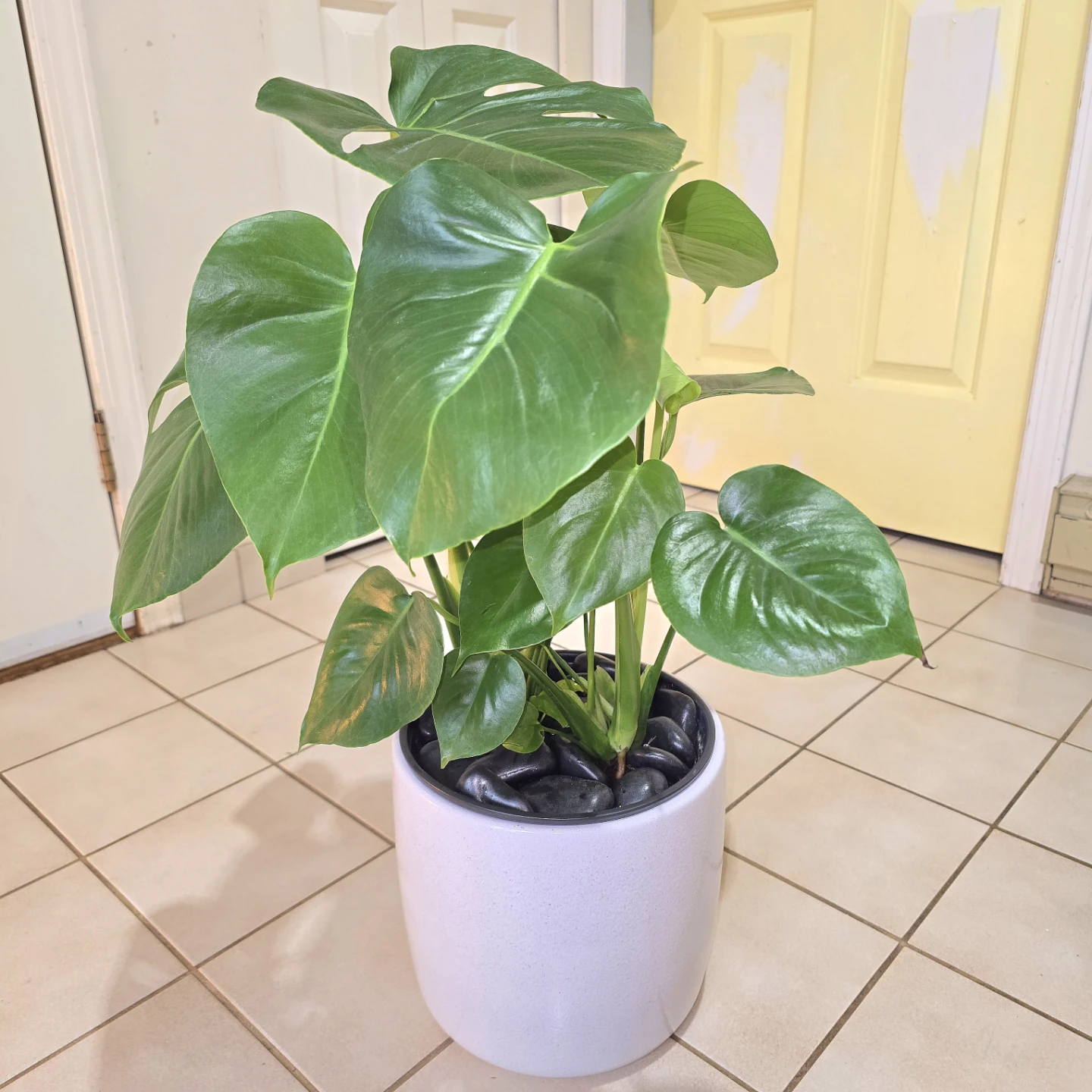 Monstera Deliciosa in Waterproof Ceramic Planter and Stones! - photo 3