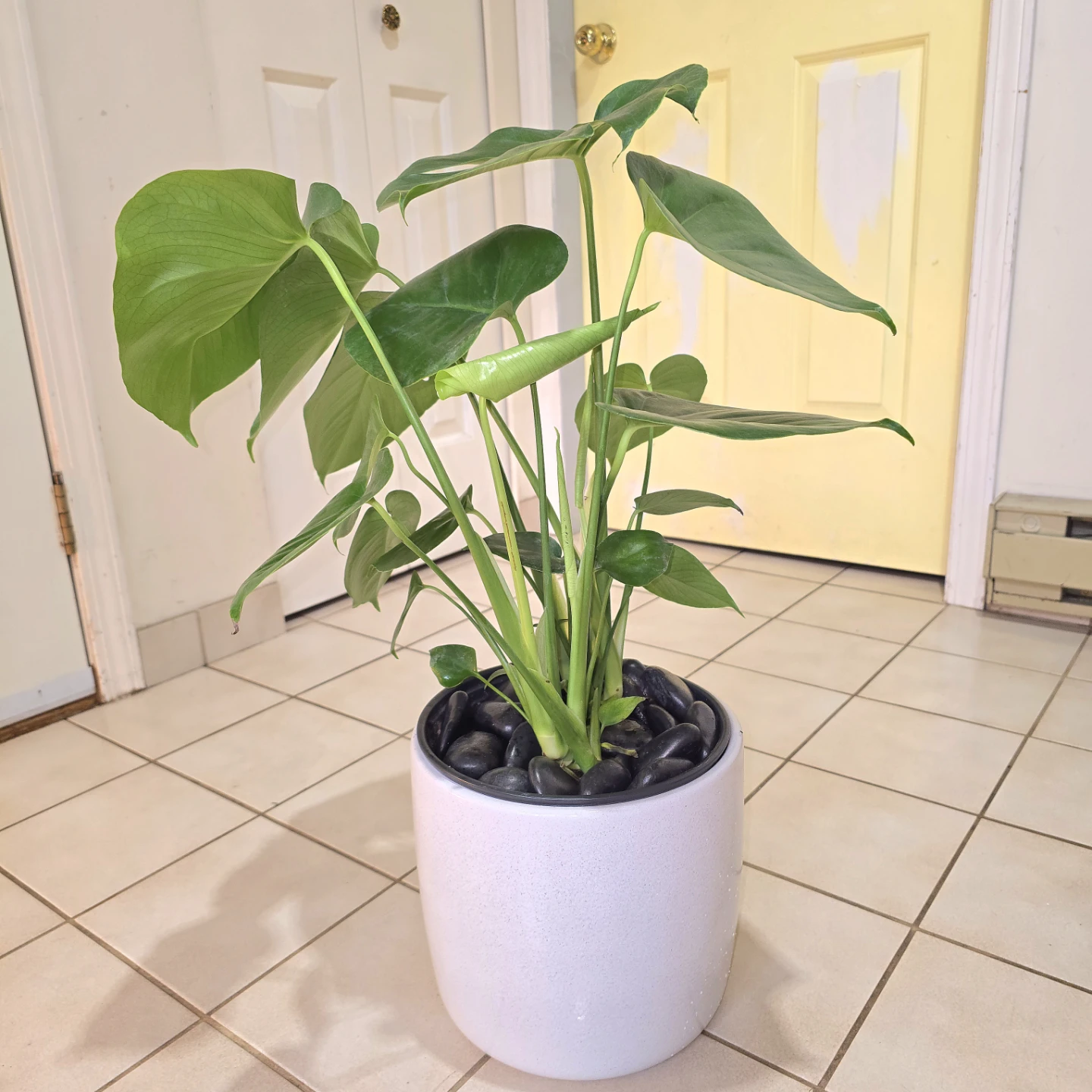Monstera Deliciosa in Waterproof Ceramic Planter and Stones! - photo 4