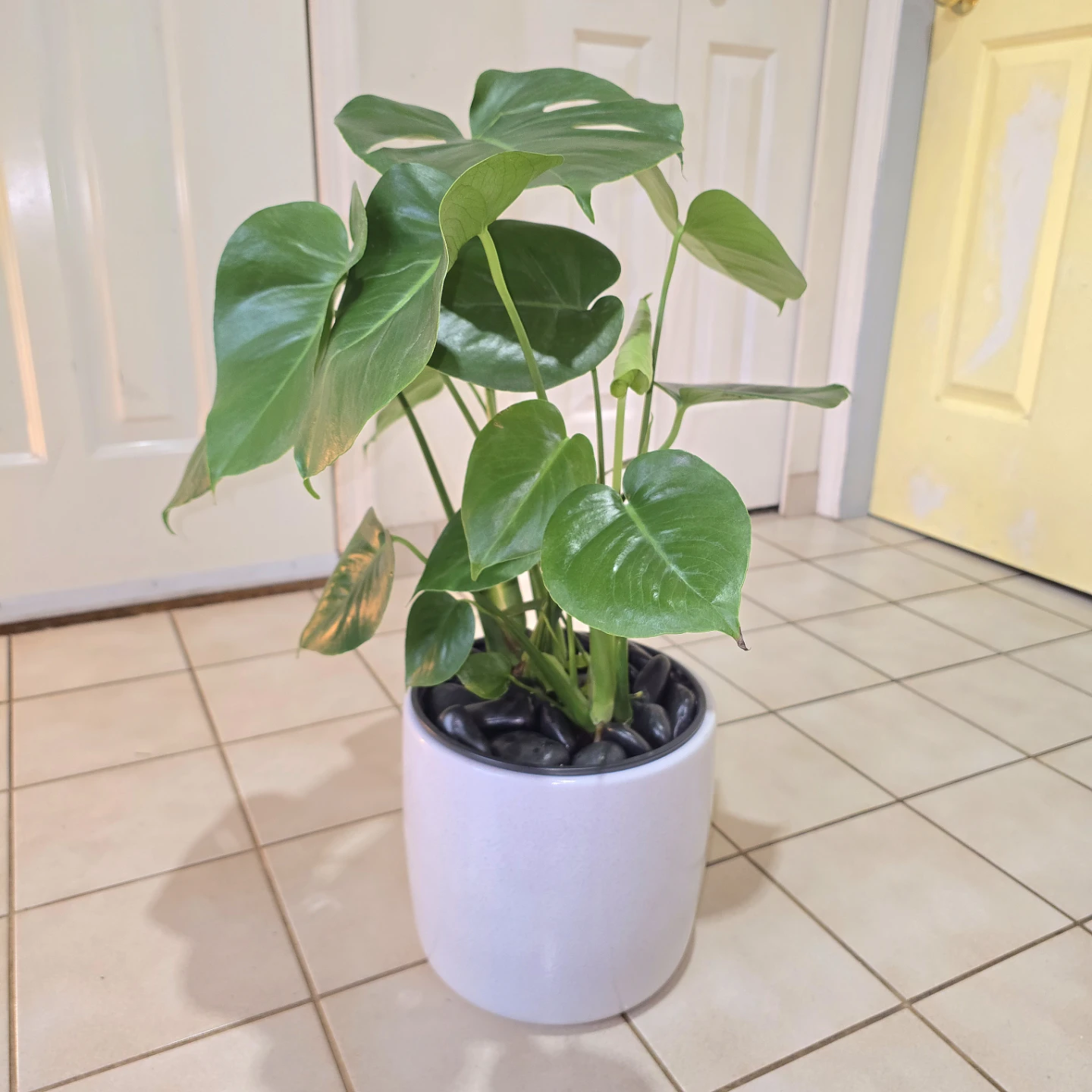 Monstera Deliciosa in Waterproof Ceramic Planter and Stones! - photo 5